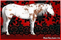 Horse Color:Brown Sabino