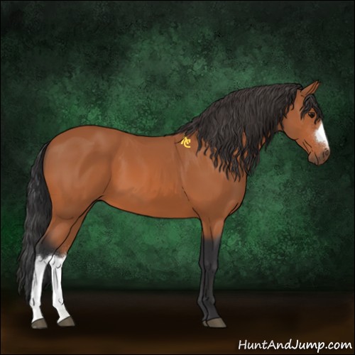 Horse Color:Bay 