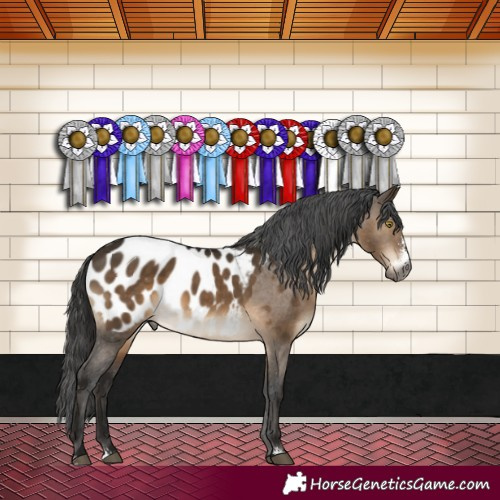 Horse Color:Gray Brown Dun Sabino Appaloosa 