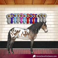 Horse Color:Gray Brown Dun Sabino Appaloosa