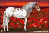 Horse Color:Silver Bay Mushroom Tobiano Frame Appaloosa Rabicano