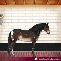 Horse Color:Gray White Spotted Brown Mushroom Sabino 