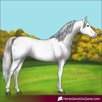Horse Color:Gray White Spotted Grullo Appaloosa 