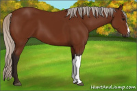 Horse Color:Gray Silver Bay 