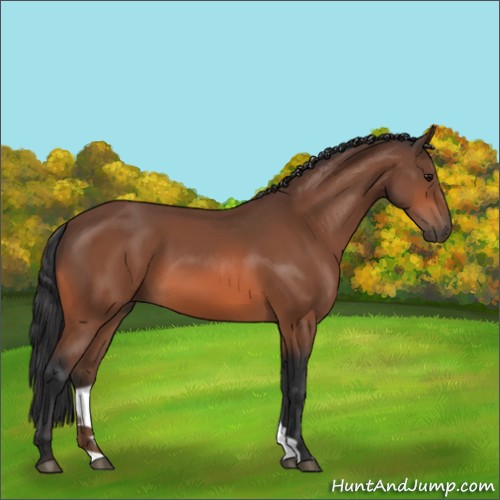 Horse Color:Bay 