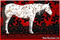 Horse Color:Sable Champagne Tobiano Frame Appaloosa 