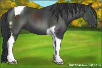 Horse Color:Black Tobiano 