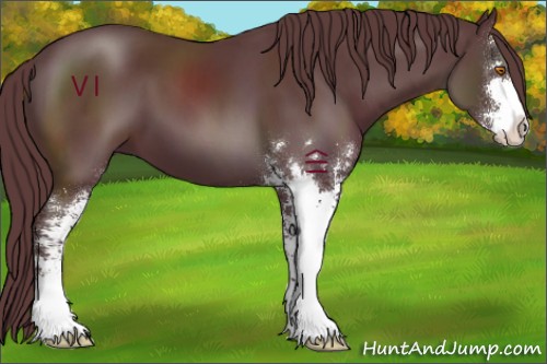 Horse Color:Chocolate Black Sabino