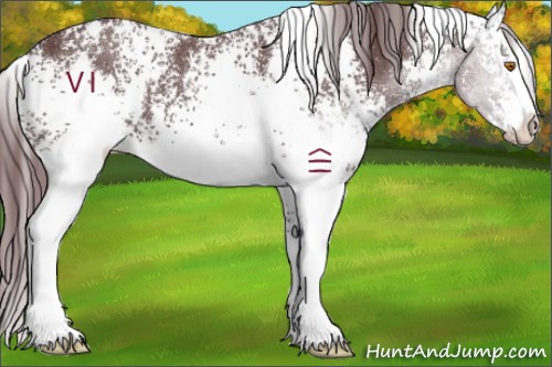 Horse Color:White Spotted Chocolate Black