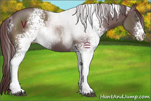 Horse Color:White Spotted Chocolate Black Sabino