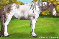 Horse Color:White Spotted Chocolate Black Sabino 