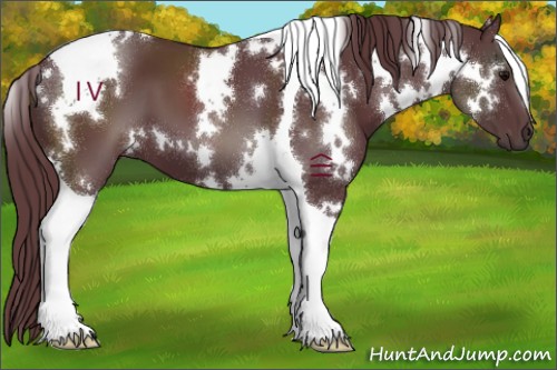 Horse Color:White Spotted Chocolate Black Tobiano 
