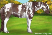 Horse Color:White Spotted Chocolate Black Tobiano 
