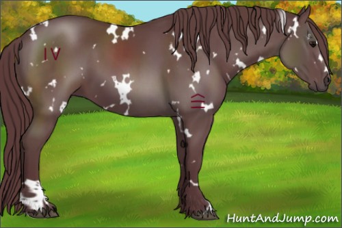 Horse Color:White Spotted Chocolate Black