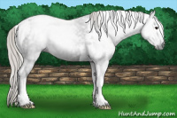 Horse Color:Gray Silver Black Tobiano