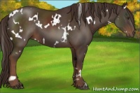 Horse Color:White Spotted Liver Chestnut