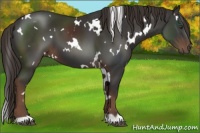 Horse Color:White Spotted Liver Chestnut