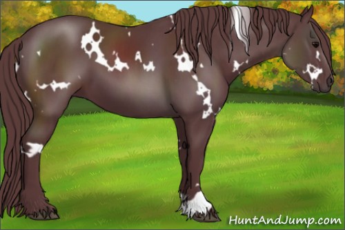 Horse Color:White Spotted Chocolate Black 