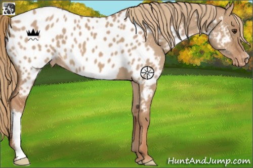 Horse Color:Red Dun Appaloosa 