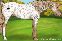 Horse Color:Red Dun Appaloosa