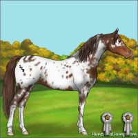 Horse Color:White Spotted Liver Chestnut Appaloosa 