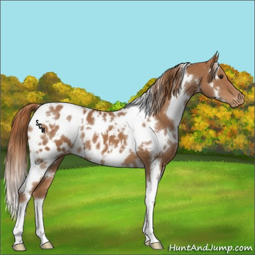 Horse Color:White Spotted Chestnut Appaloosa 