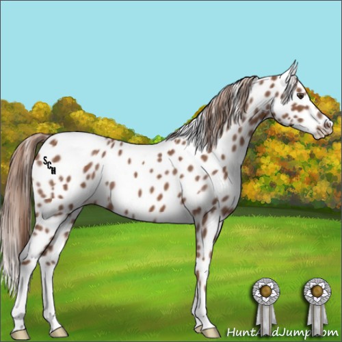 Horse Color:Red Roan Leopard 