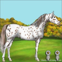 Horse Color:Red Roan Appaloosa 