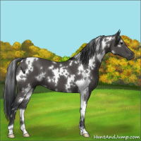 Horse Color:White Spotted Black