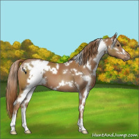 Horse Color:White Spotted Chestnut 