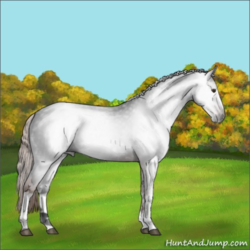 Horse Color:Gray White Spotted Liver Chestnut 