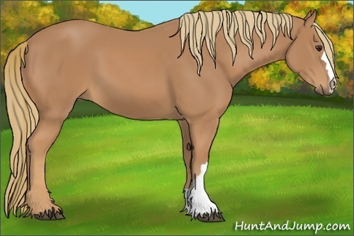 Horse Color:Unknown 