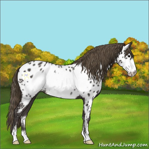 Horse Color:Smoky Black Sabino Frame Near Leopard 