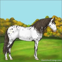 Horse Color:Smoky Black Sabino Frame Appaloosa 