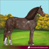 Horse Color:Gray Chestnut 