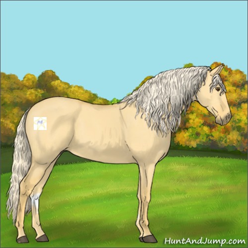 Horse Color:Palomino Dun 