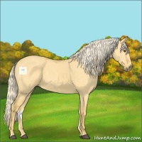 Horse Color:Palomino Dun 