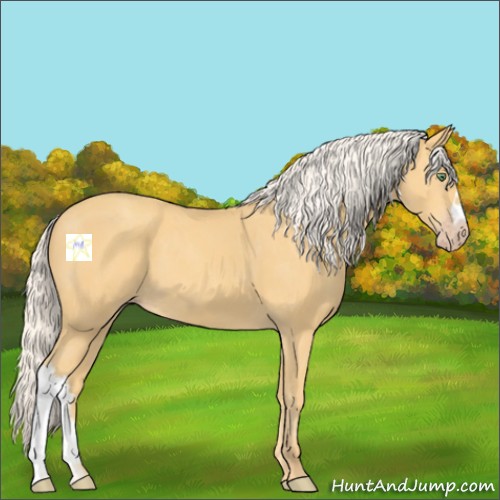 Horse Color:Silver Amber Cream Champagne 