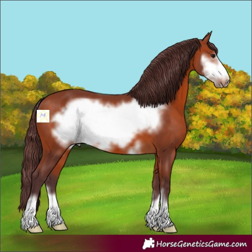 Horse Color:Chocolate Bay Frame