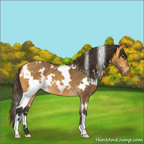 Horse Color:White Spotted Buckskin