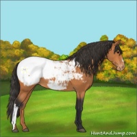 Horse Color:Bay Appaloosa 