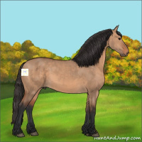 Horse Color:Bay Dun 
