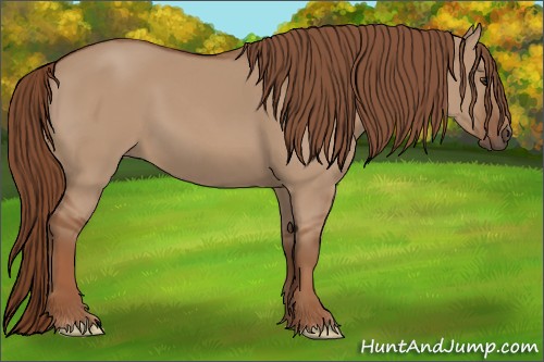 Horse Color:Red Dun