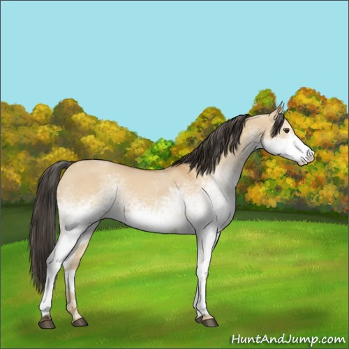 Horse Color:White Spotted Bay Dun 