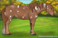 Horse Color:White Spotted Chestnut