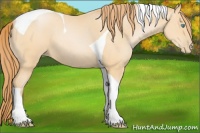 Horse Color:Buckskin Pearl Tobiano