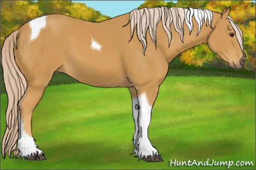 Horse Color:Palomino Tobiano 