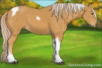 Horse Color:Palomino Tobiano 