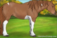 Horse Color:Chestnut Tobiano 