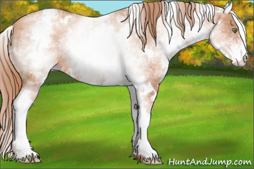 Horse Color:White Spotted Gold Champagne